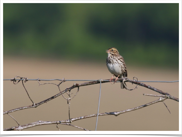 Savannah Sparrow